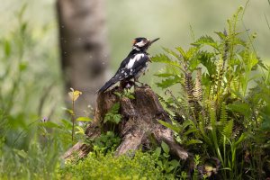 Great spotted woodpecker by TMI-3.jpg