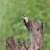 Great spotted woodpecker by TMI-4.jpg