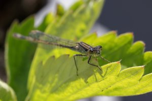 20220603 1304 53 Nederland Amersfoort - Canon EOS R5 - RF100mm F2.8 L MACRO IS USM at 100 mm ...jpeg