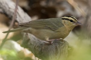 Worm-eating Warbler (spring) 121.jpg