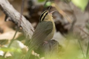 Worm-eating Warbler (spring) 122.jpg