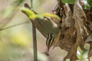 Worm-eating Warbler (spring) 124.jpg