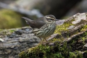 Northern Waterthrush (spring) 141.jpg