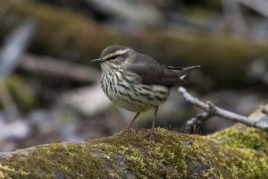 Northern Waterthrush (spring) 142.jpg