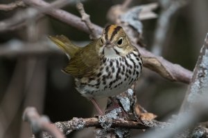 Ovenbird (adult-spring) 128.jpg
