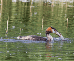 Great_Crested_Grebe_Eating_fish.gif