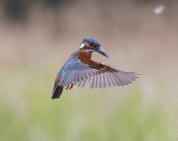 Kingfisher_Hovering.gif