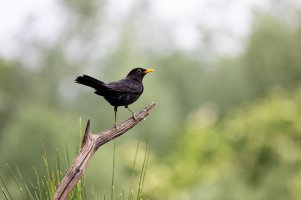 Black bird by TMI.jpg