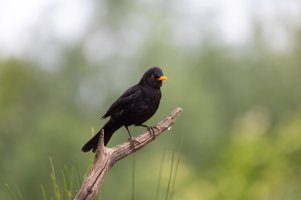 Black bird 2 by TMI.jpg