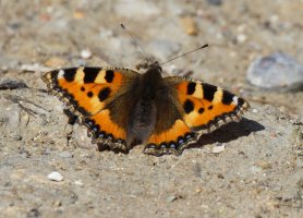 309A0532-DxO_small_tortoiseshell_Butterfly.jpg