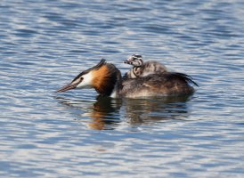 309A0522-DxO_little_grebe+chick_on_back.jpg