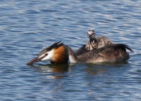 309A0526-DxO_little_grebe+chick_on_back_small.jpg
