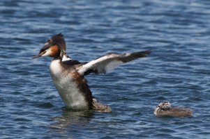 309A0557-DxO_great_crested_grebe_kicking_off-chick_small.jpg