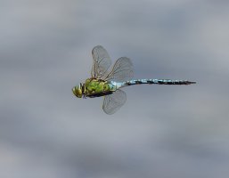 309A0821-DxO_Emperor_Dragonfly_flying_banking-lssm.jpg