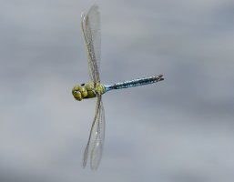 309A0824-DxO_Emeperor_Dragonfly_flying_banking-lsm.jpg