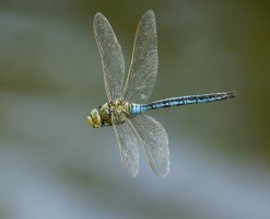 309A0969-DxO_Emperor_Dragonfly_flying-lssm.jpg