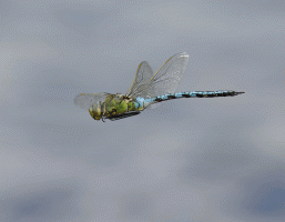 Emperor_Dragonfly_flying_turning.gif