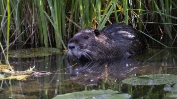 nutria.jpg