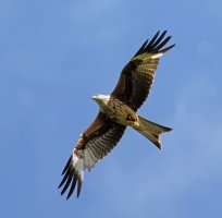 309A1138-DxO_red_kite_flying+prey_2_00xSH.jpg