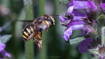 wool carder bee.jpg