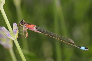 20220611 0700 31   - Canon EOS R5 - RF100mm F2.8 L MACRO IS USM at 100 mm  -_.jpg