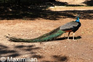 peacock_03.JPG