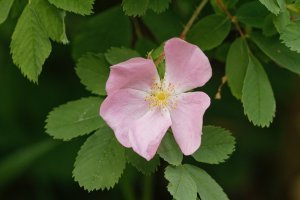 _MG_1995_DxO 6.36.17 PM.jpg