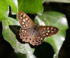 309A1239-DxO_speckled_wood_butterfly.jpg