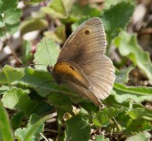Meadow_Brown_Butterfly_blend.jpg
