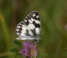 309A1625-DxO_marbled_white_butterfly_side.jpg