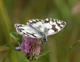 309A1632-DxO_marbled_white_butterfly.jpg
