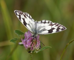 309A1641-DxO_marbled_white_butterfly_face_on.jpg