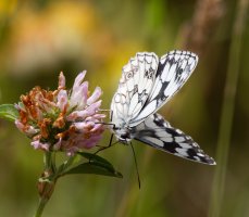 309A1495-DxO_Marbled_white_butterfly_face_on.jpg