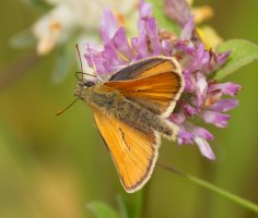 309A1584-DxO_small_skipper_butterfly_vs.jpg