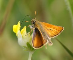 309A1588-DxO_Small_Skipper_butterfly_back.jpg