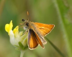 309A1591-DxO_small_skipper_butterfly_vs.jpg
