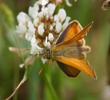 309A1599-DxO_small_skipper_butterfly_vs.jpg