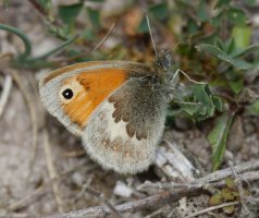 309A1551-DxO_small_heath_butterfly_vs.jpg