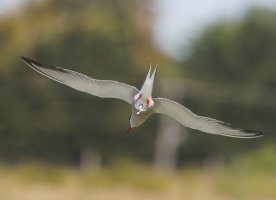 309A1831-DxO_Common_tern_diving-lssm copy.jpeg