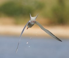 309A1834-DxO_Common_tern_diving copy.jpg