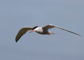 309A1839-DxO_Common_tern_flying.jpg