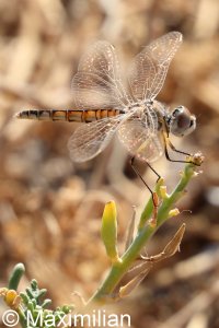 black_pennant_2022_05.JPG