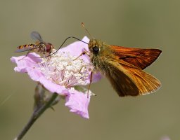 309A2095DxO_Large_Skipper+hoverfly-lssm.jpeg