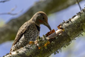 5F9A6949_DxO Reduced for CR.jpg