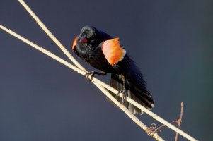 Swale Pond Red Winged Blackbird 5920 copy.jpg