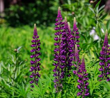 Trip_Garden_1 (1 of 1).jpg