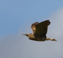 309A2396DxO_Bittern_flying-ls-sm2_00x.jpg