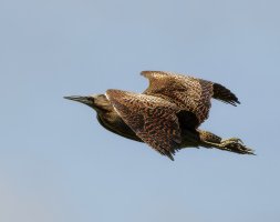 309A2521DxO_Bittern_flying-ls-sm2_00x.jpg