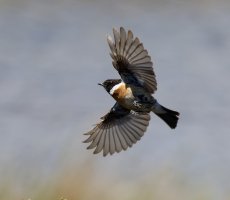 309A2671DxO_stonechat_flying-lssm.jpg
