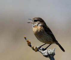 309A2693DxO_female_stonechat_chatting-ls-sd.jpg